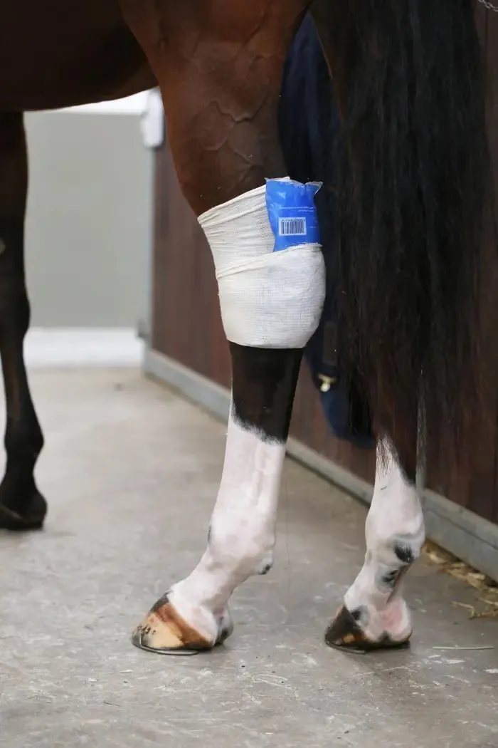 Kentucky Tendon Grip Sock
