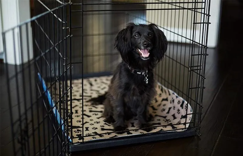 Reusable Dog Pee Mat